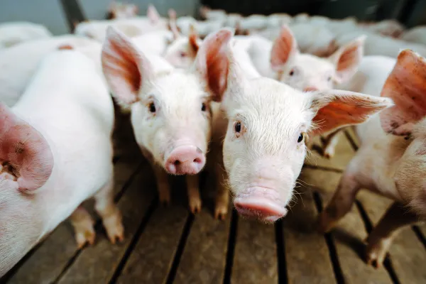 Tierschutz